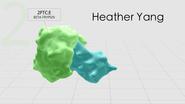 Heather Yang Enzyme Trypsin Animation 