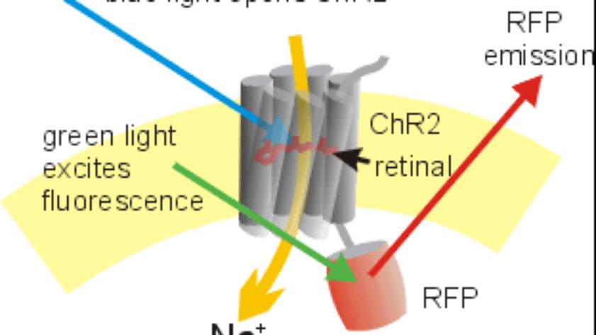 channelrhodopsin inactivation by sodium channel blocker