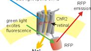 channelrhodopsin inactivation by sodium channel blocker