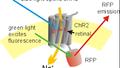 channelrhodopsin inactivation by sodium channel blocker