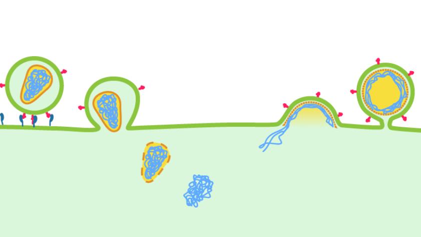 HIV entry and egress
